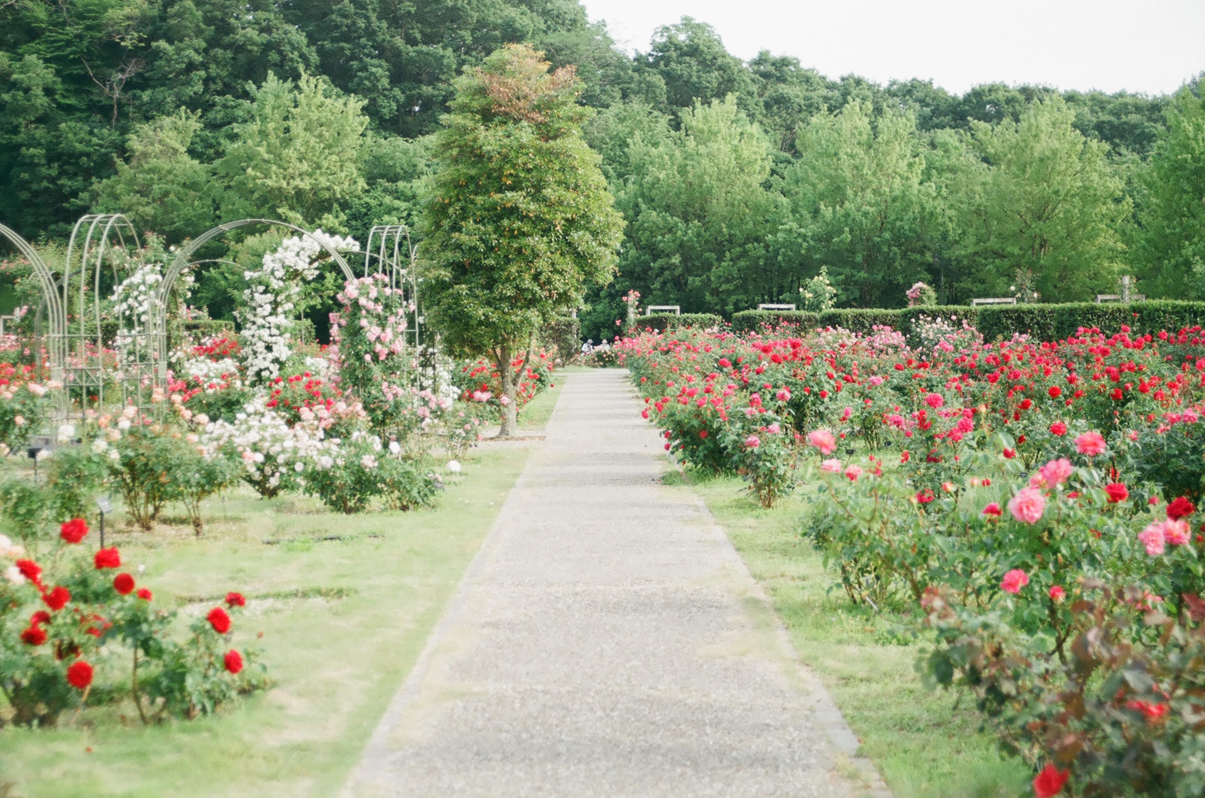 Gartenplanung und Ausführung